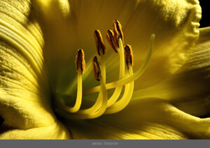 flower_10